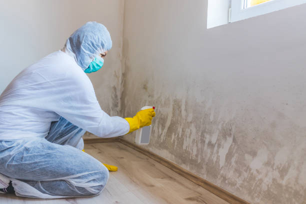 Licensed Black Mold Removal service in West New York, NJ - WQB Mold Removal