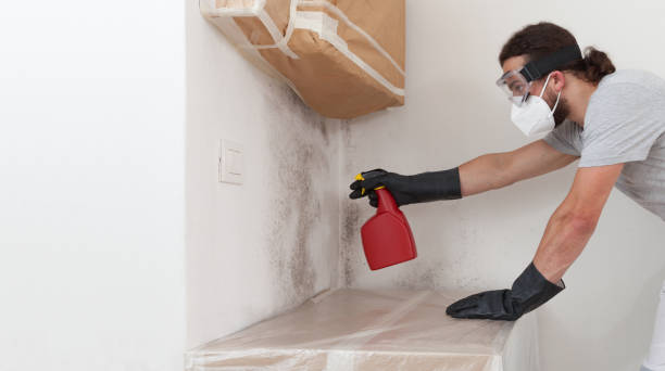 Professional Black Mold Removal technician working in West New York, NJ