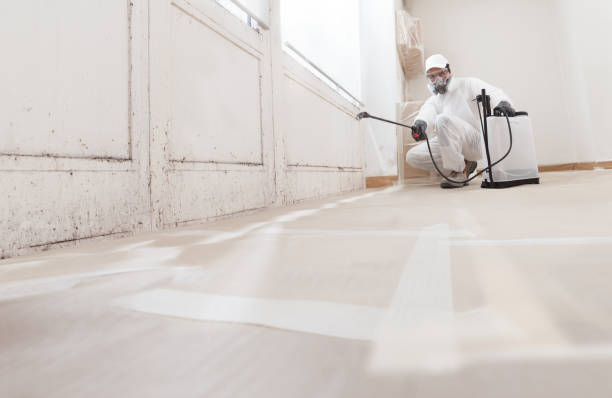 24/7 Emergency Black Mold Removal experts in West New York, NJ