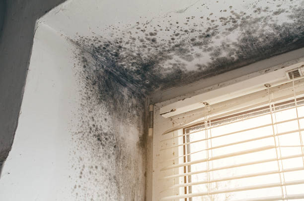 Affordable Black Mold Removal solutions in West New York, NJ